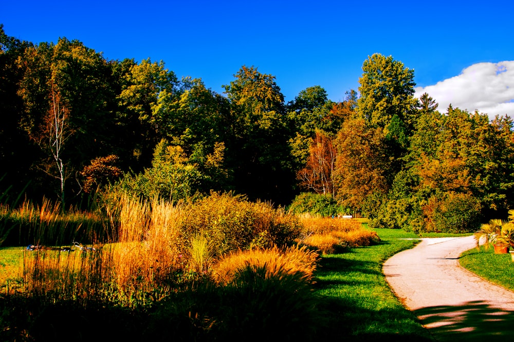 green and brown trees under blue sky during daytime