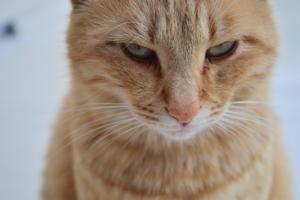 orange tabby cat in close up photography