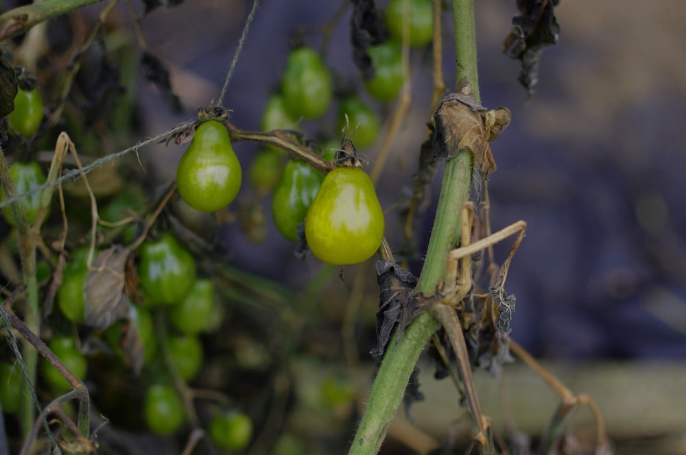 green round fruit in close up photography