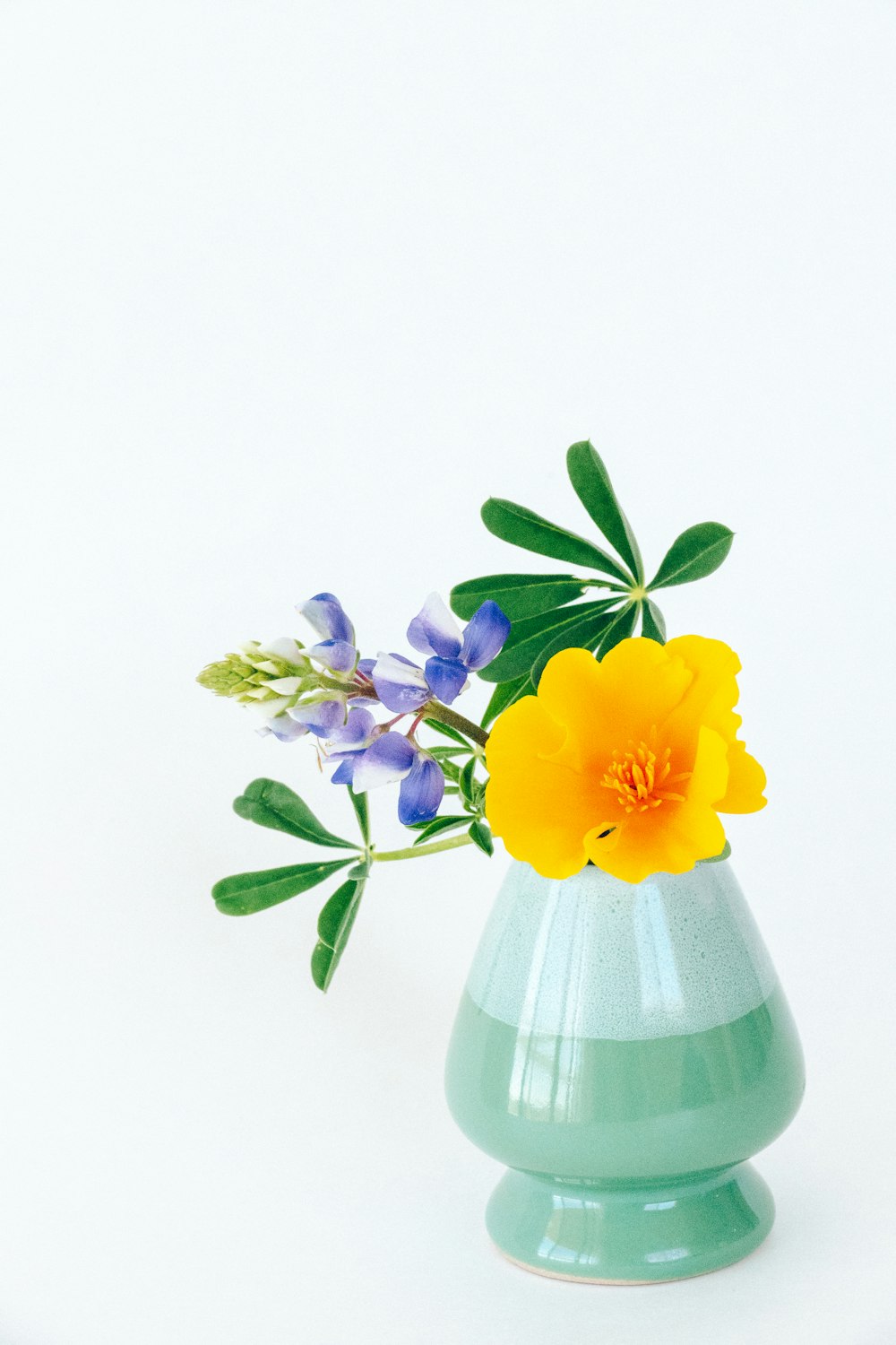 yellow daffodils in purple glass vase