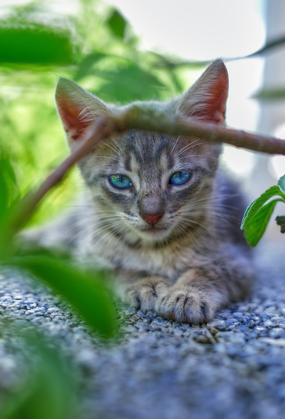 brown tabby kitten on gray textile