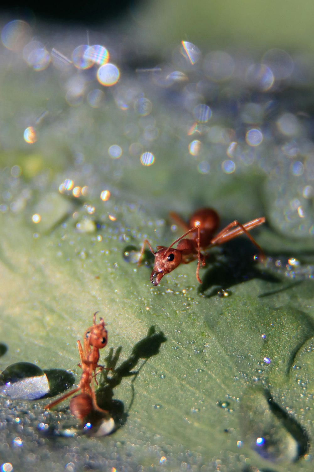 brown ant on green leaf
