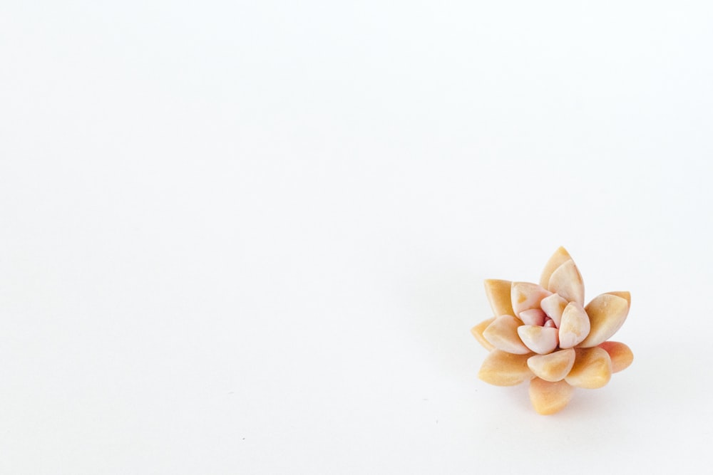 white and brown flower petals