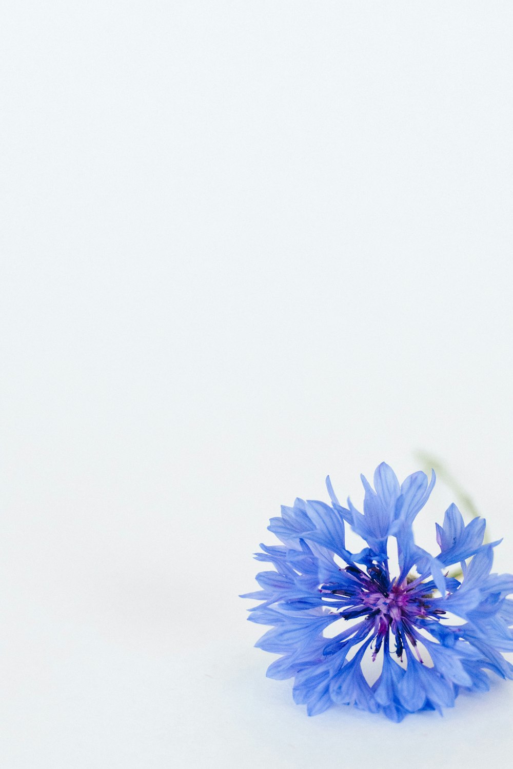 flor azul no fundo branco