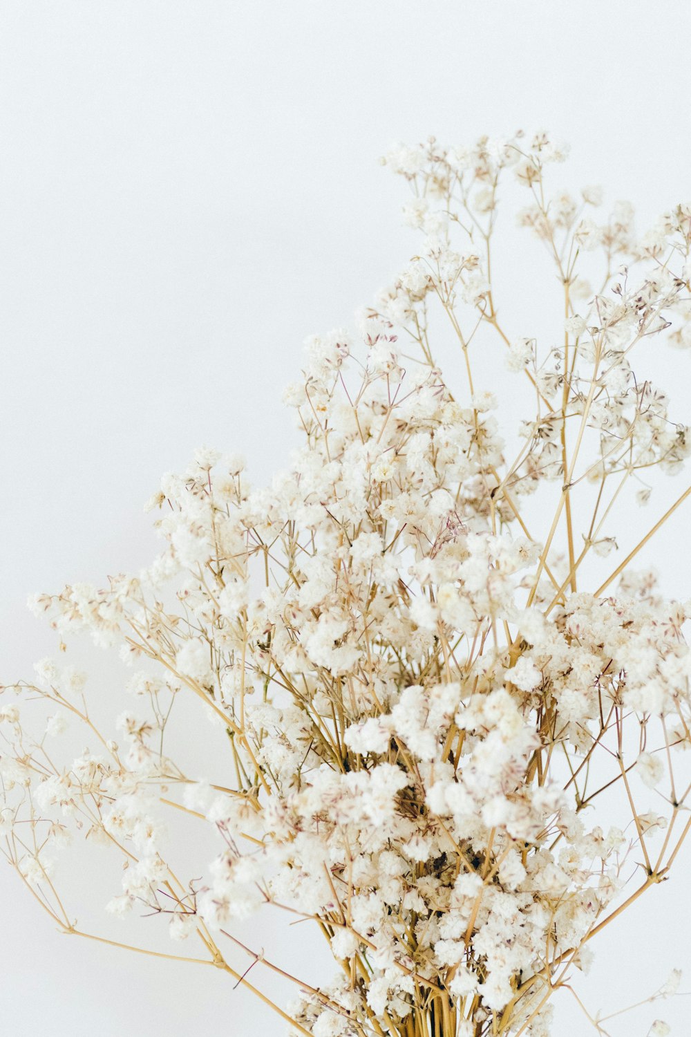 낮에 피는 흰 벚꽃