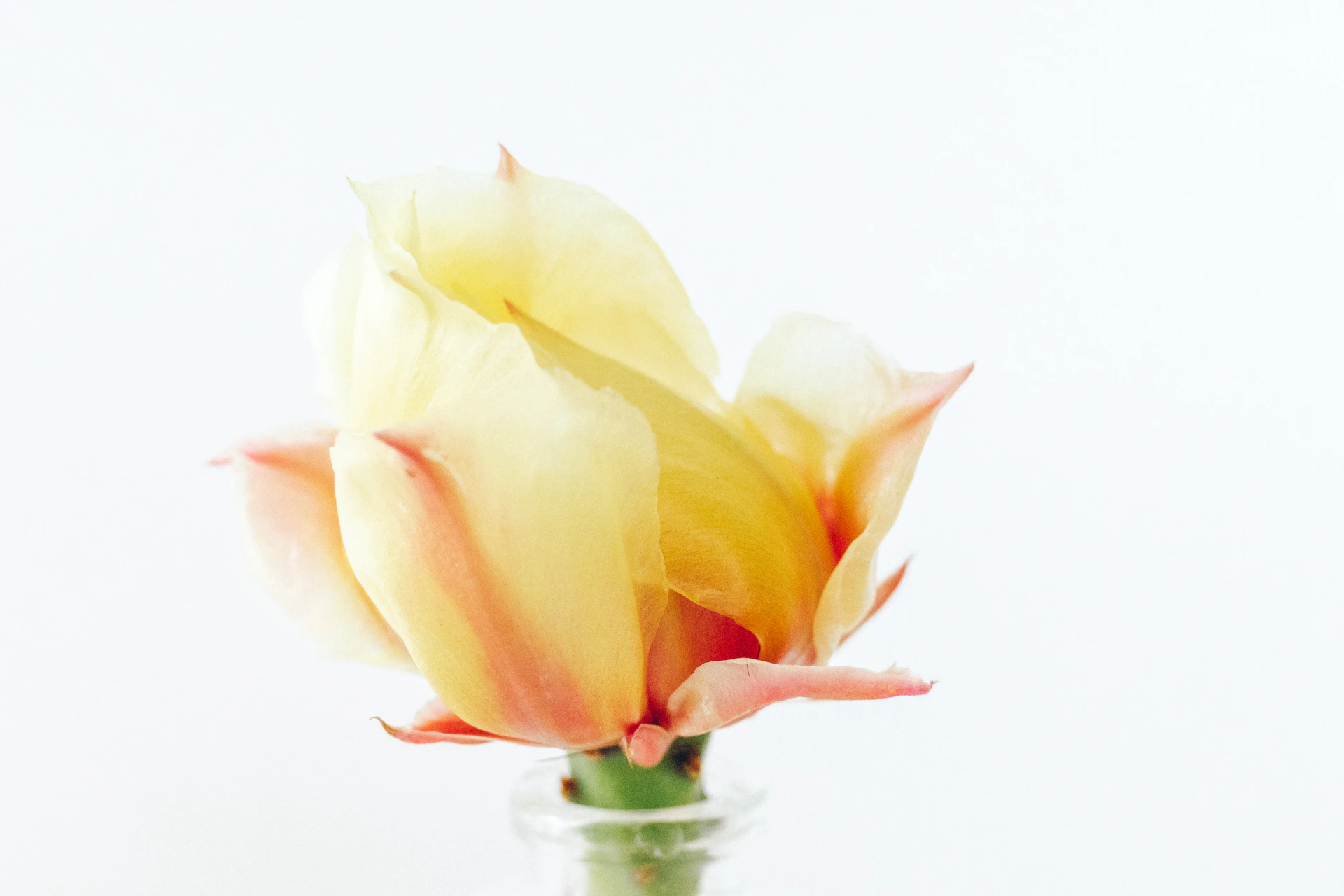 yellow flower in clear glass vase