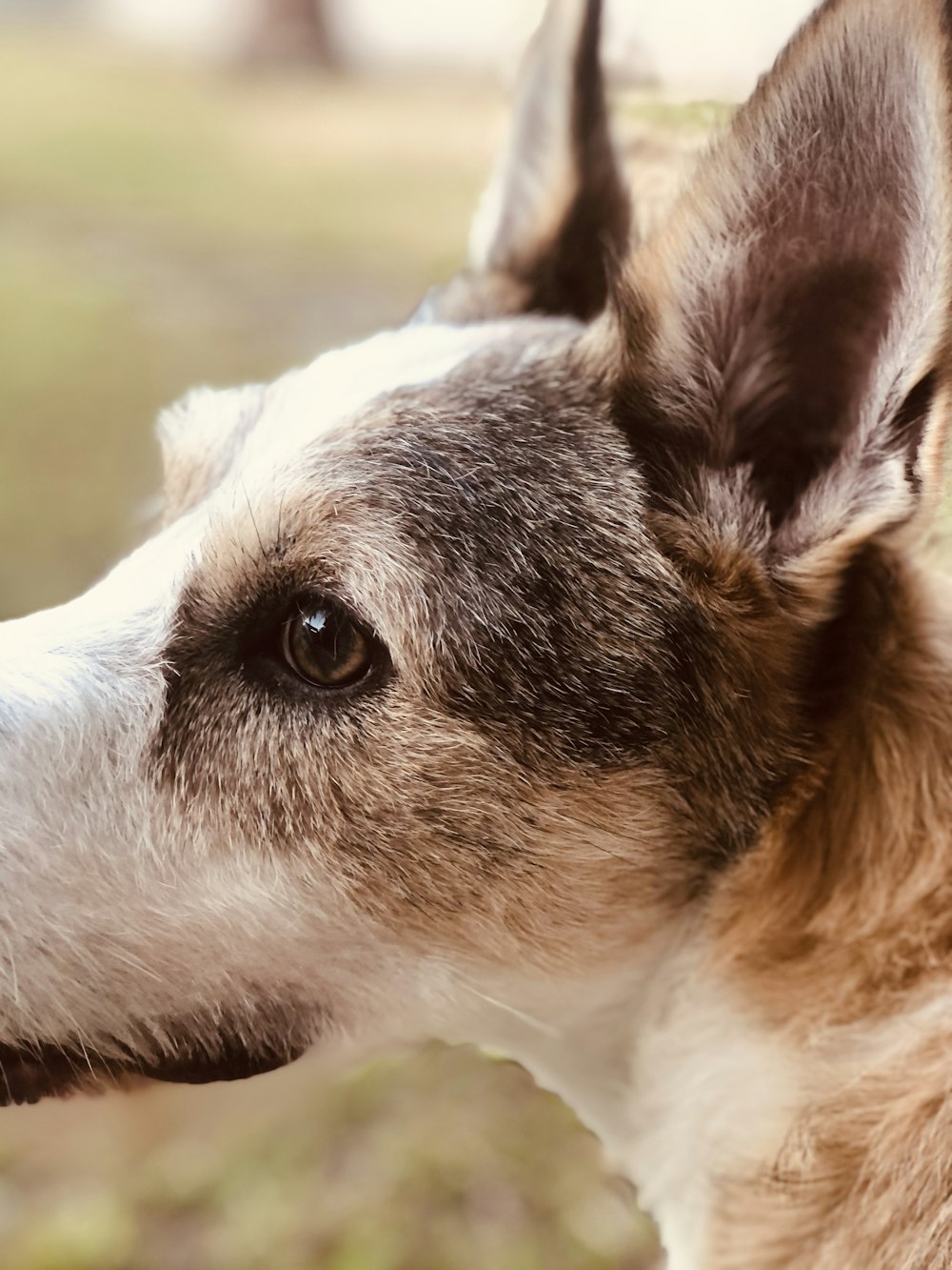 white and brown short coated dog