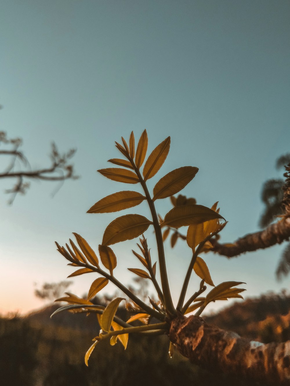 brown leaves during day time