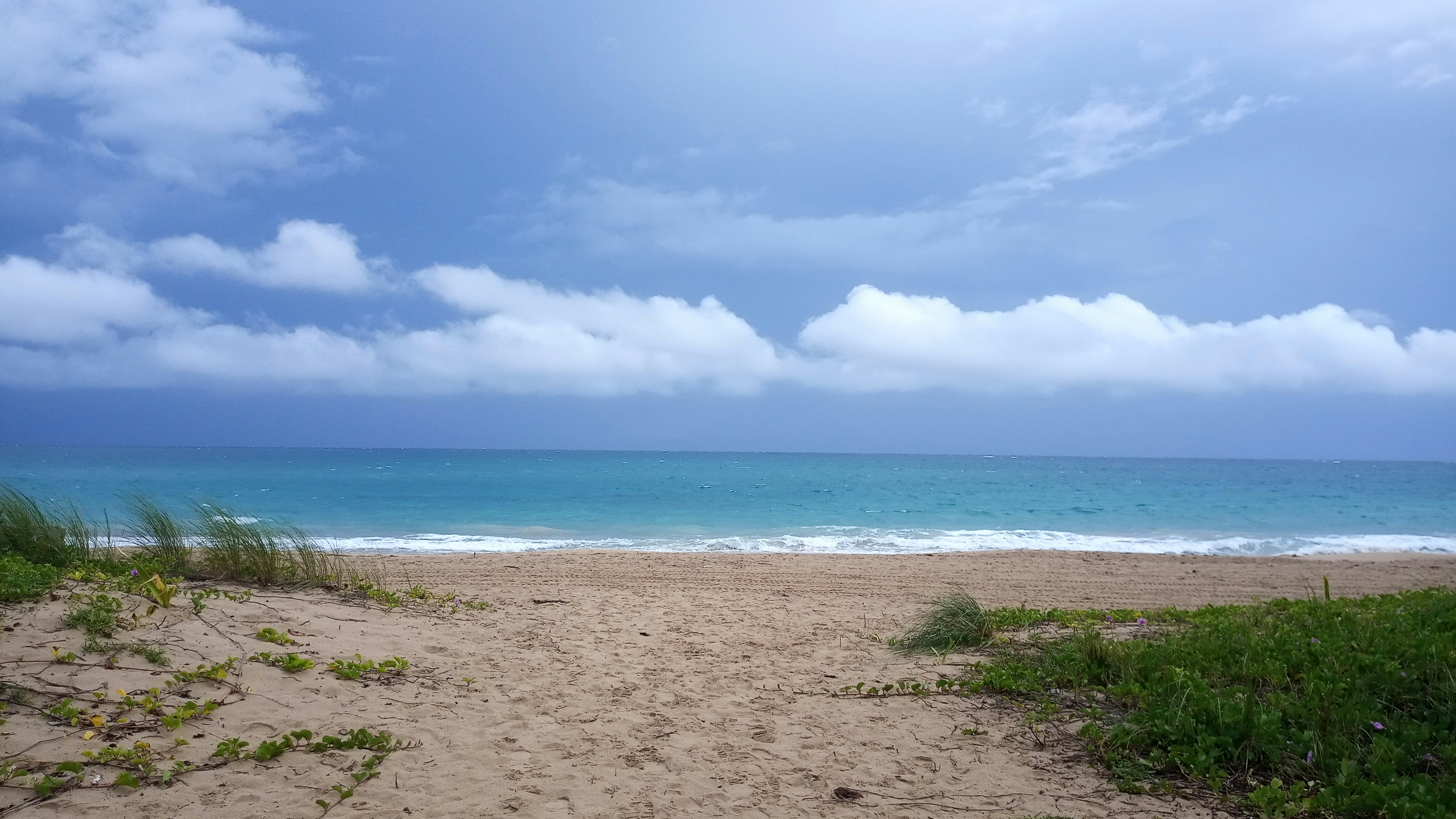 green grass on beach shore under blue and white sunny cloudy sky during daytime, 