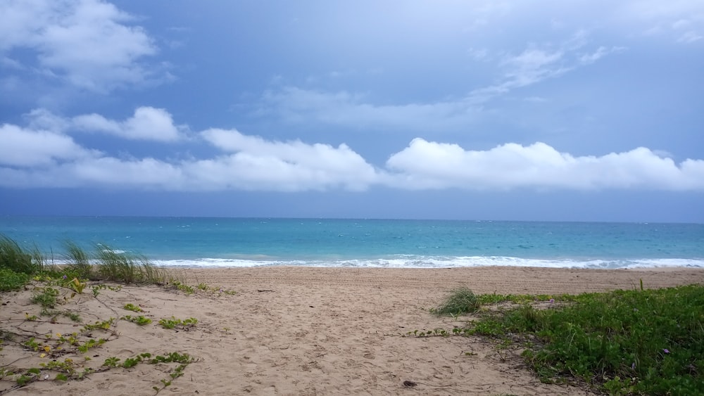 green grass on beach shore under blue and white sunny cloudy sky during daytime