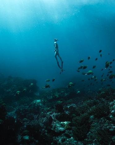 A diver with snorkel and fins is swimming underwater surrounded by a school of small fish. The scene is set in a vast, open ocean environment with visible coral formations at the bottom. Sunlight filters down through the water, casting a serene glow.