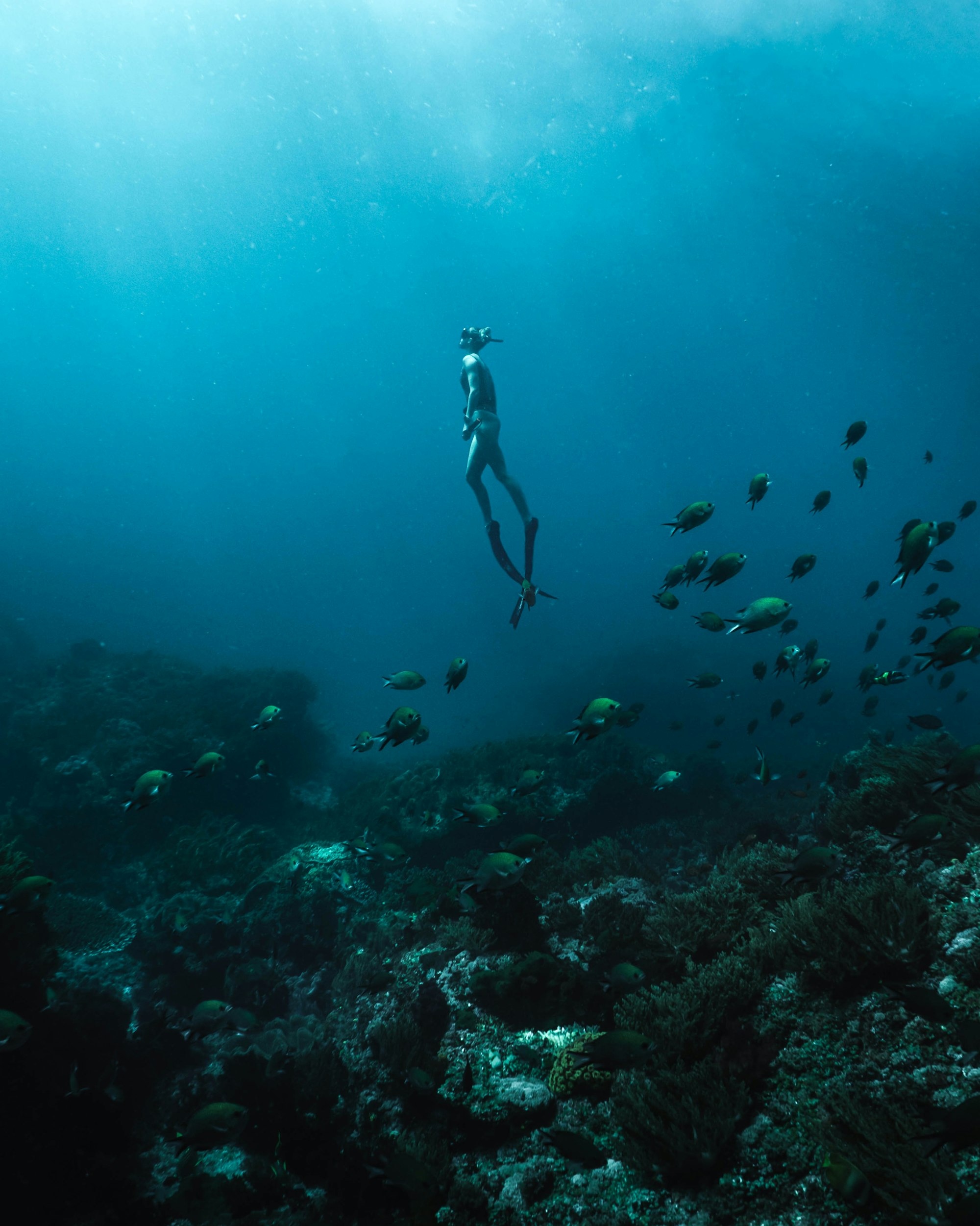 Free diver swims with a school of fish