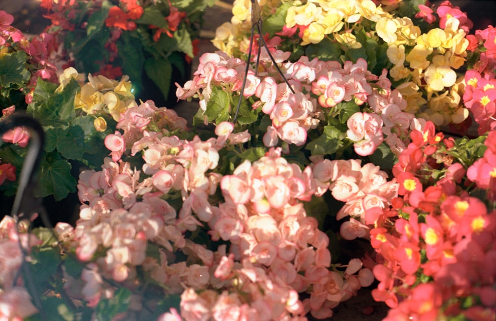 pink and white flowers in tilt shift lens