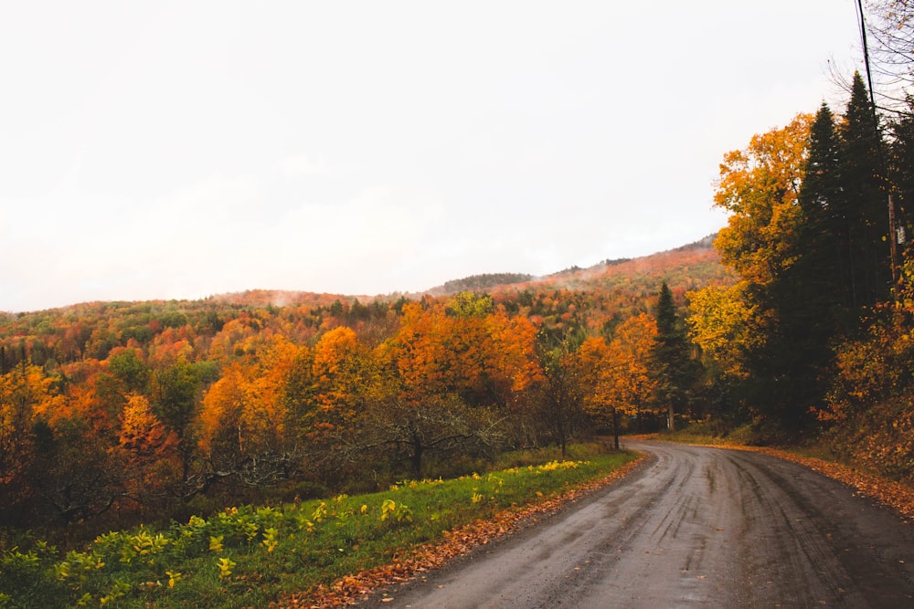 gray asphalt road between green and brown trees during daytime