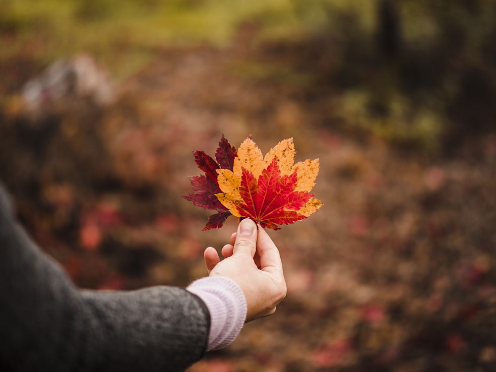 person holding red maple leaf