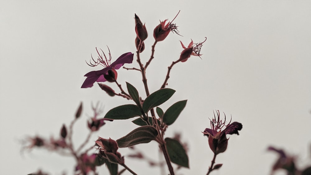 red flowers with green leaves