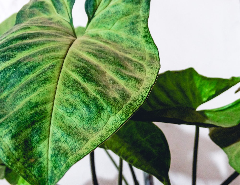 green leaf plant in close up photography