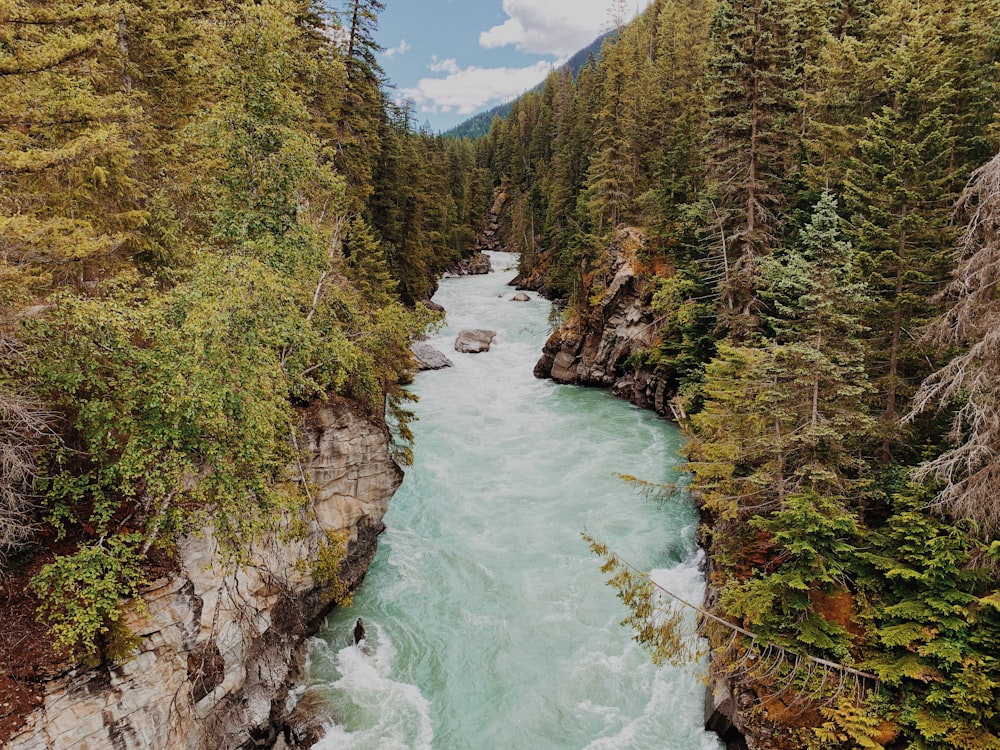 river between green trees under blue sky during daytime