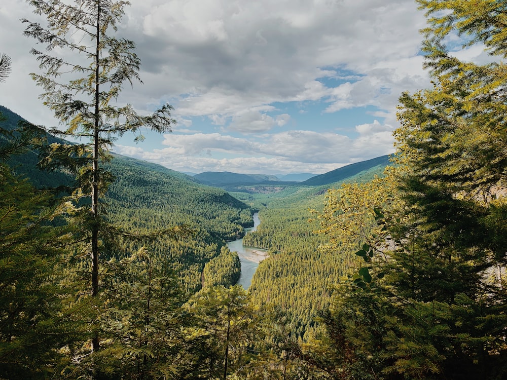 green trees on mountain under white clouds during daytime