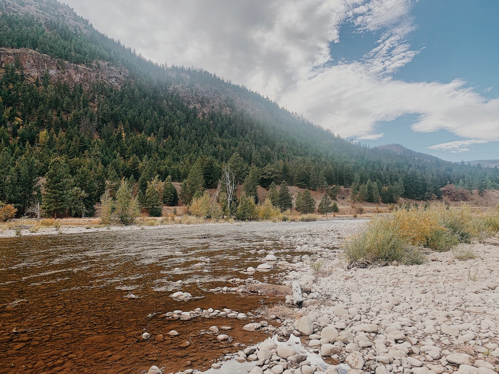 green trees near river during daytime