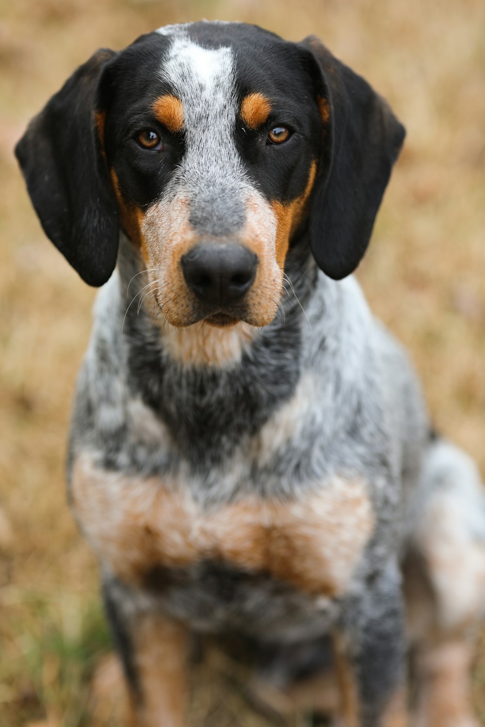 black and white short coated dog