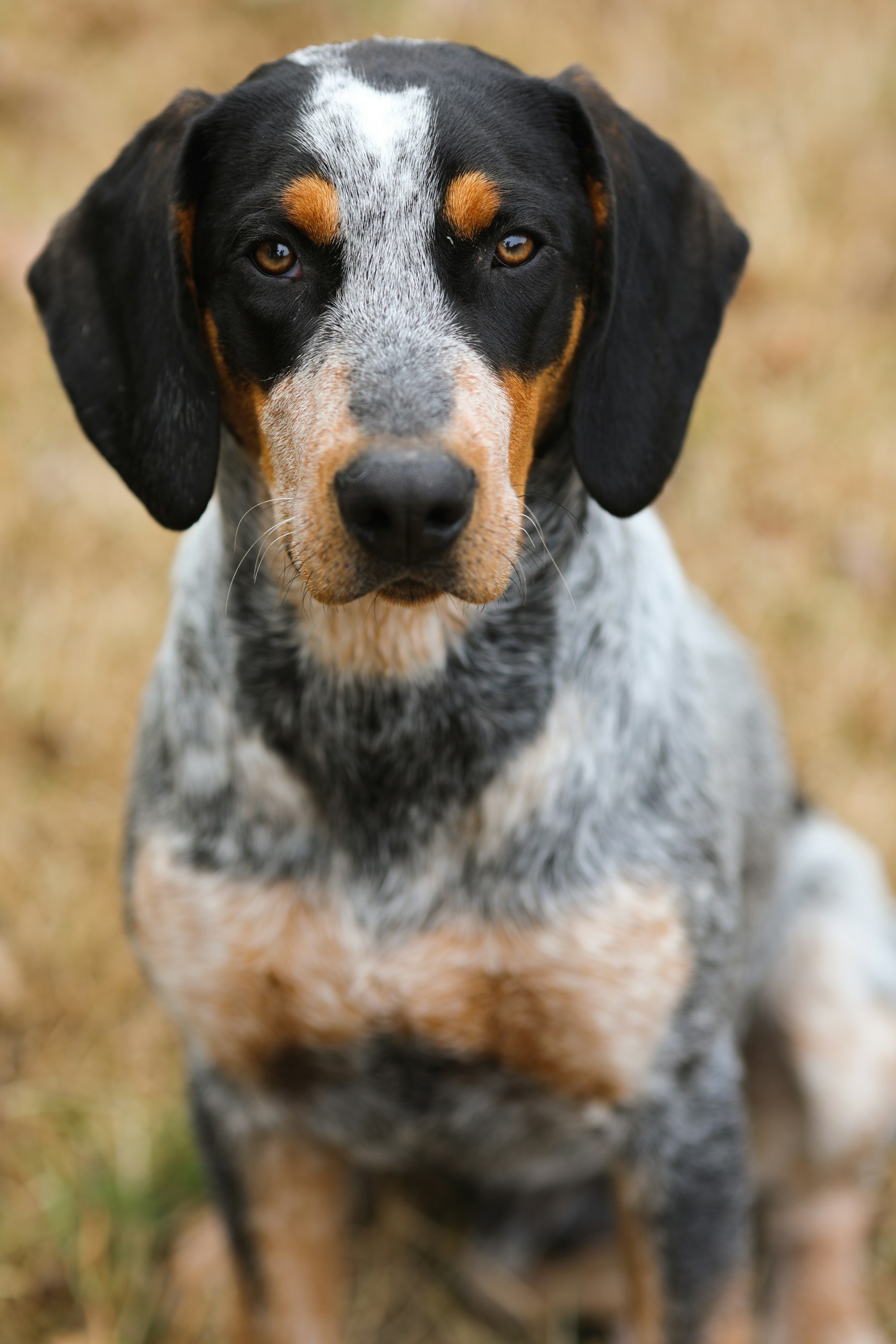 Basset Hound Beagle Mix