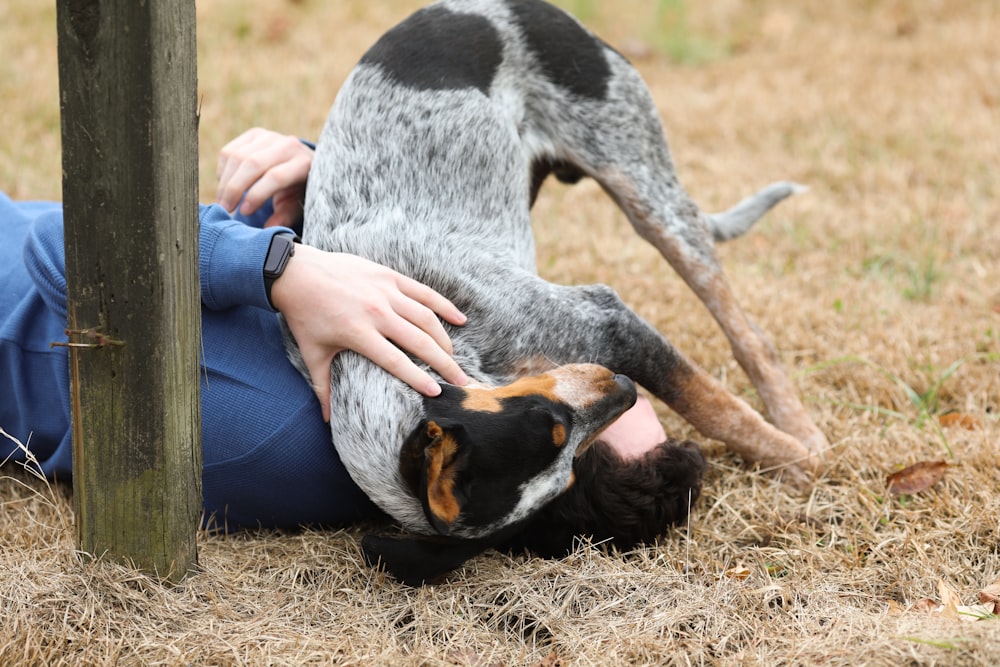 person in blue denim jeans sitting beside white and black short coated dog during daytime