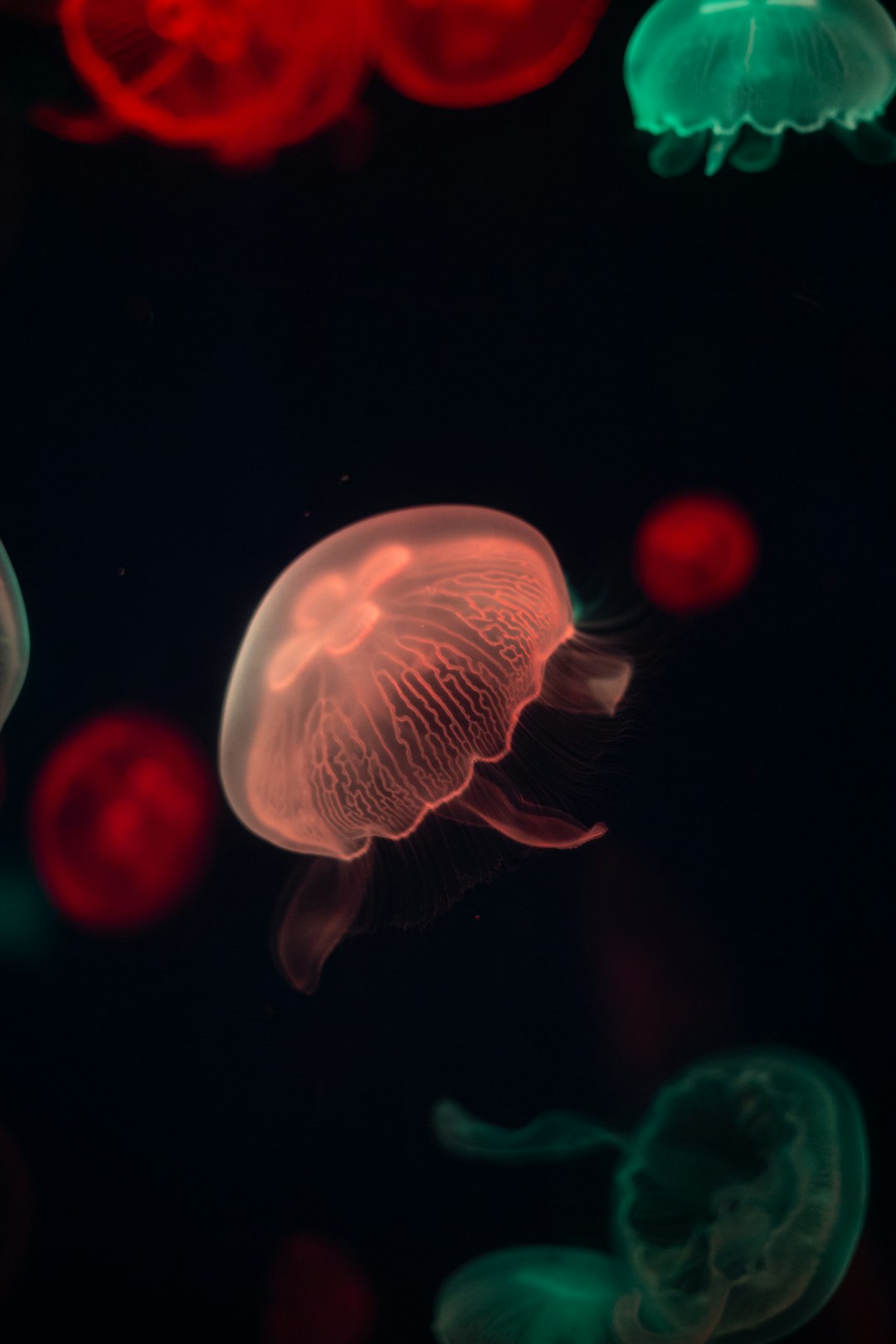 pink jellyfish in water during daytime