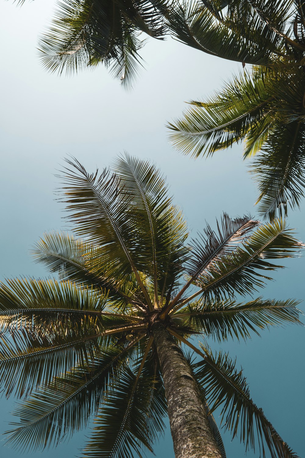 green palm tree under blue sky during daytime