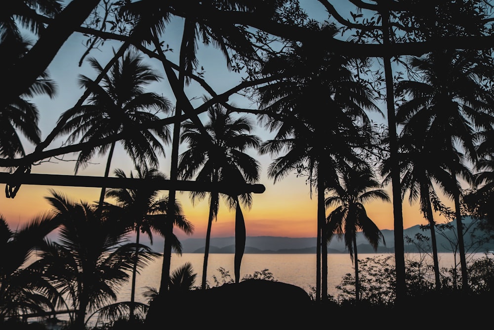 silhouette of palm trees near body of water during sunset