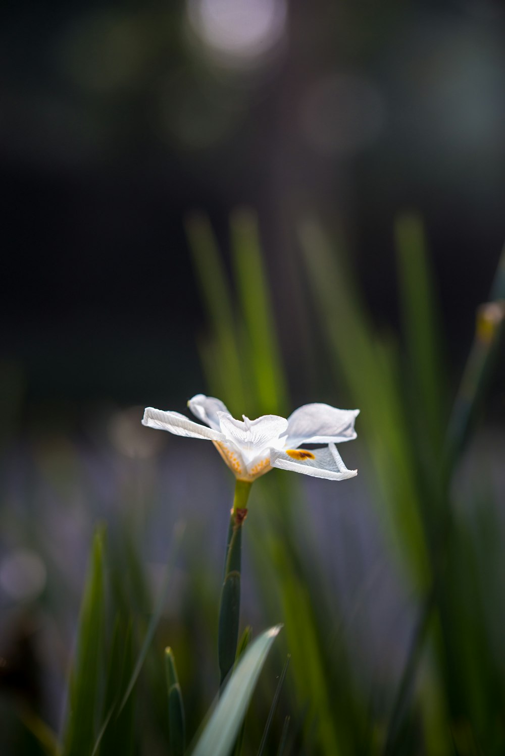 white flower in tilt shift lens