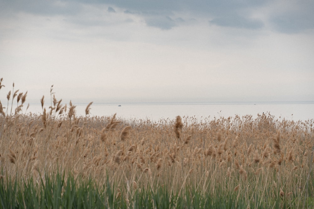 green grass field near body of water during daytime