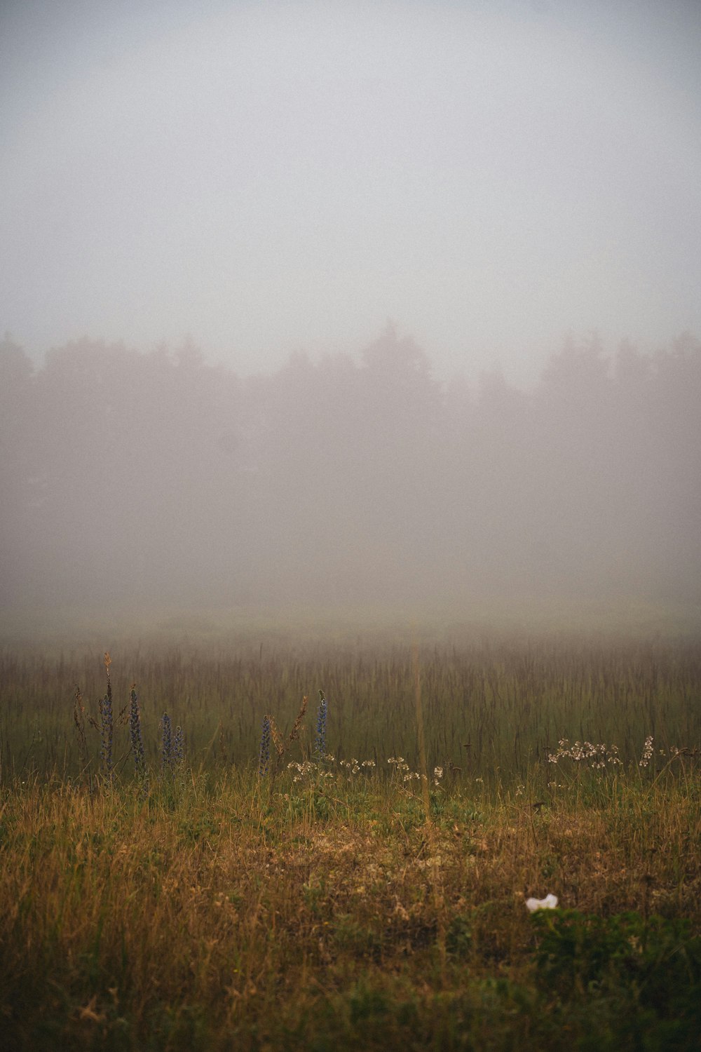 green grass field with fog