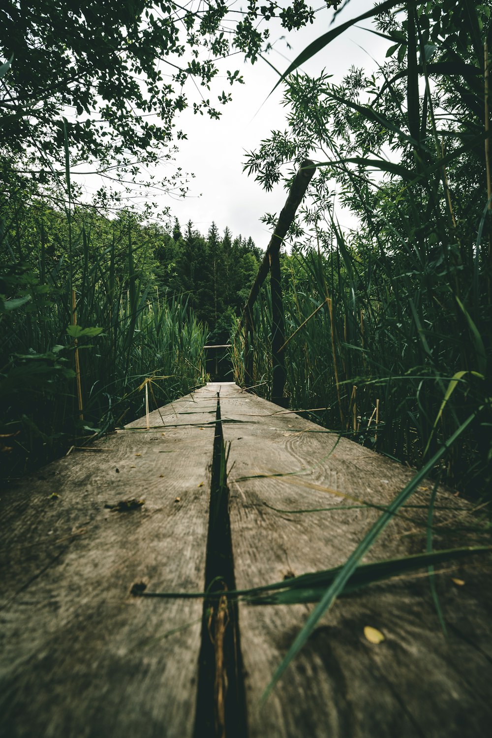 brown wooden pathway between green grass during daytime