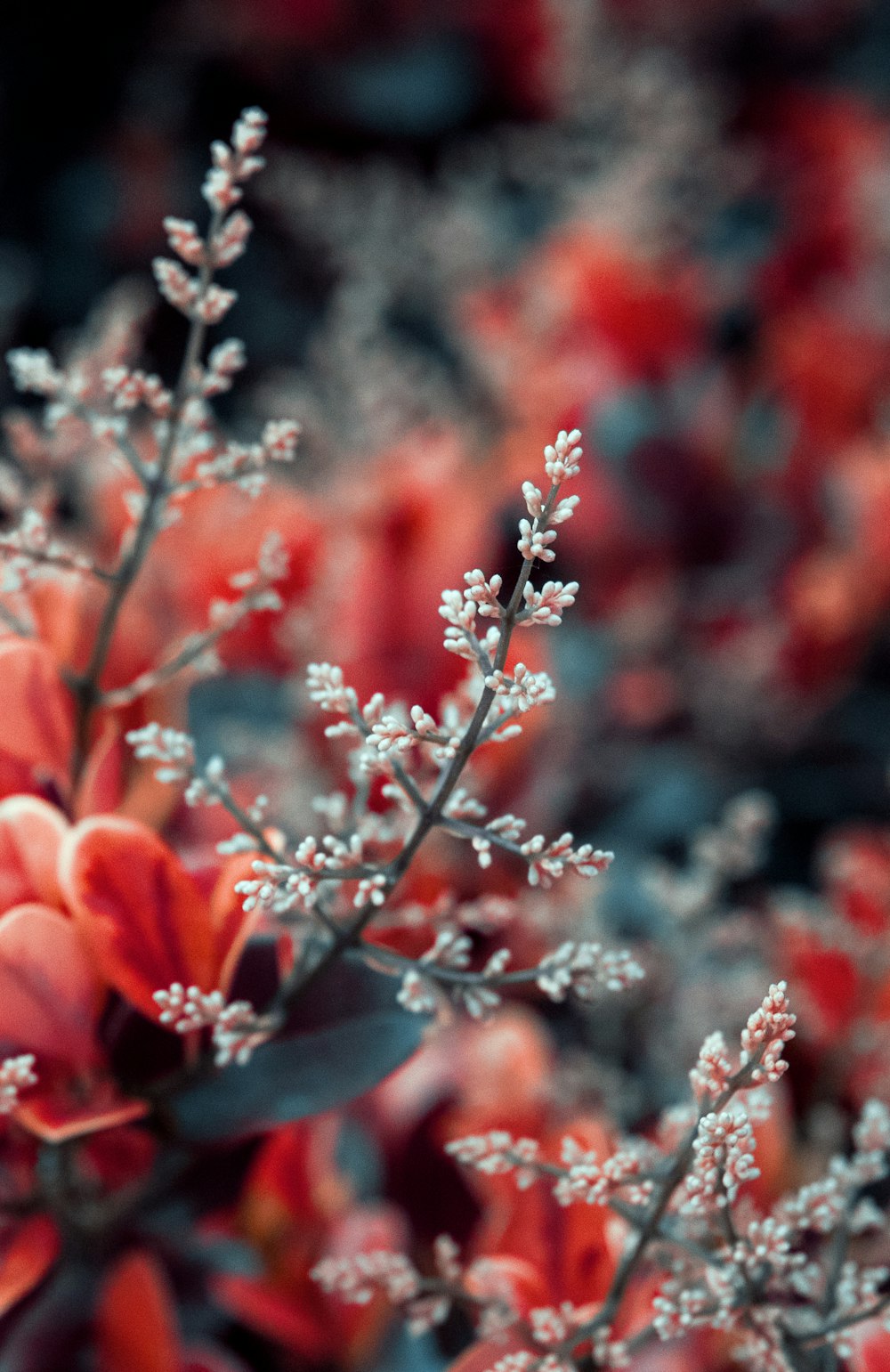 red flowers in tilt shift lens