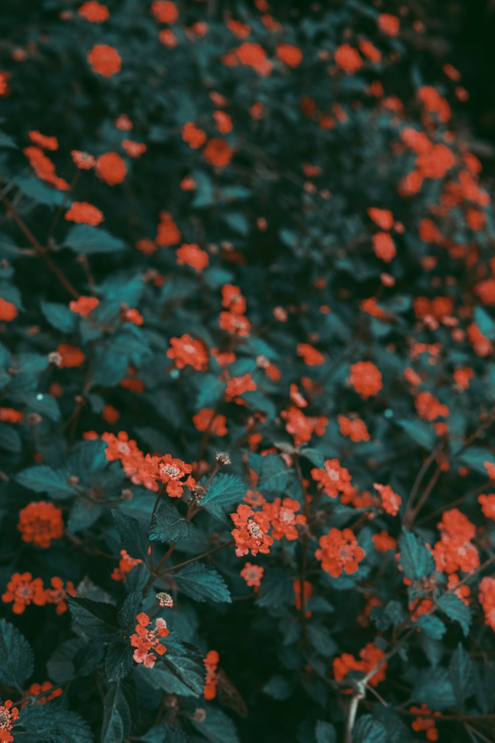 red and green leaves in tilt shift lens