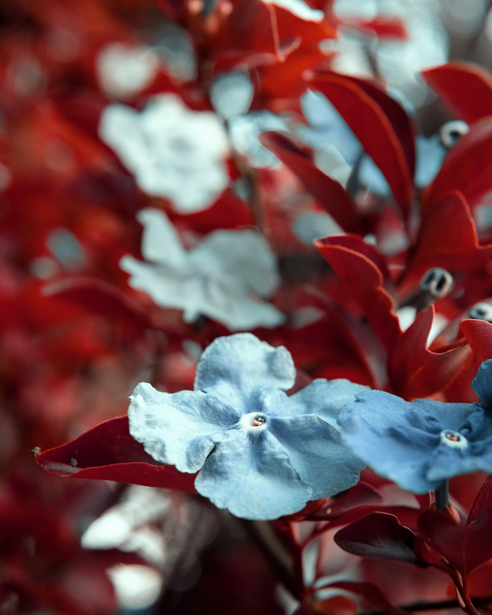 red and white petaled flowers