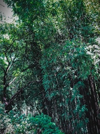 A dense bamboo forest with sunlight filtering through the leaves, creating a lush and serene atmosphere. Tall bamboo stalks rise amidst a backdrop of various shades of green foliage.