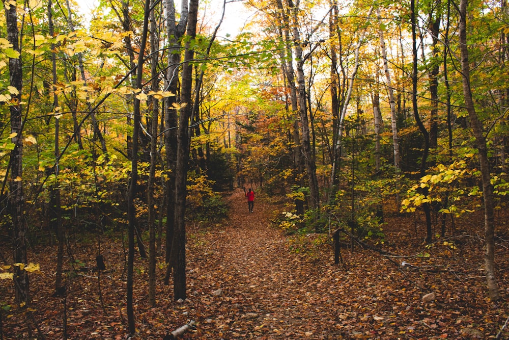 person in red jacket walking on forest during daytime