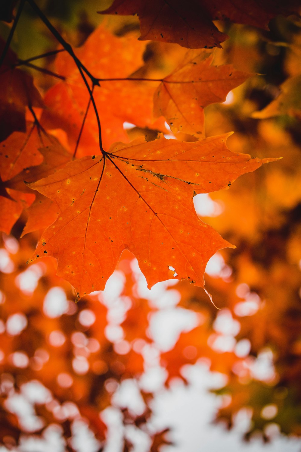 brown maple leaf in bokeh photography