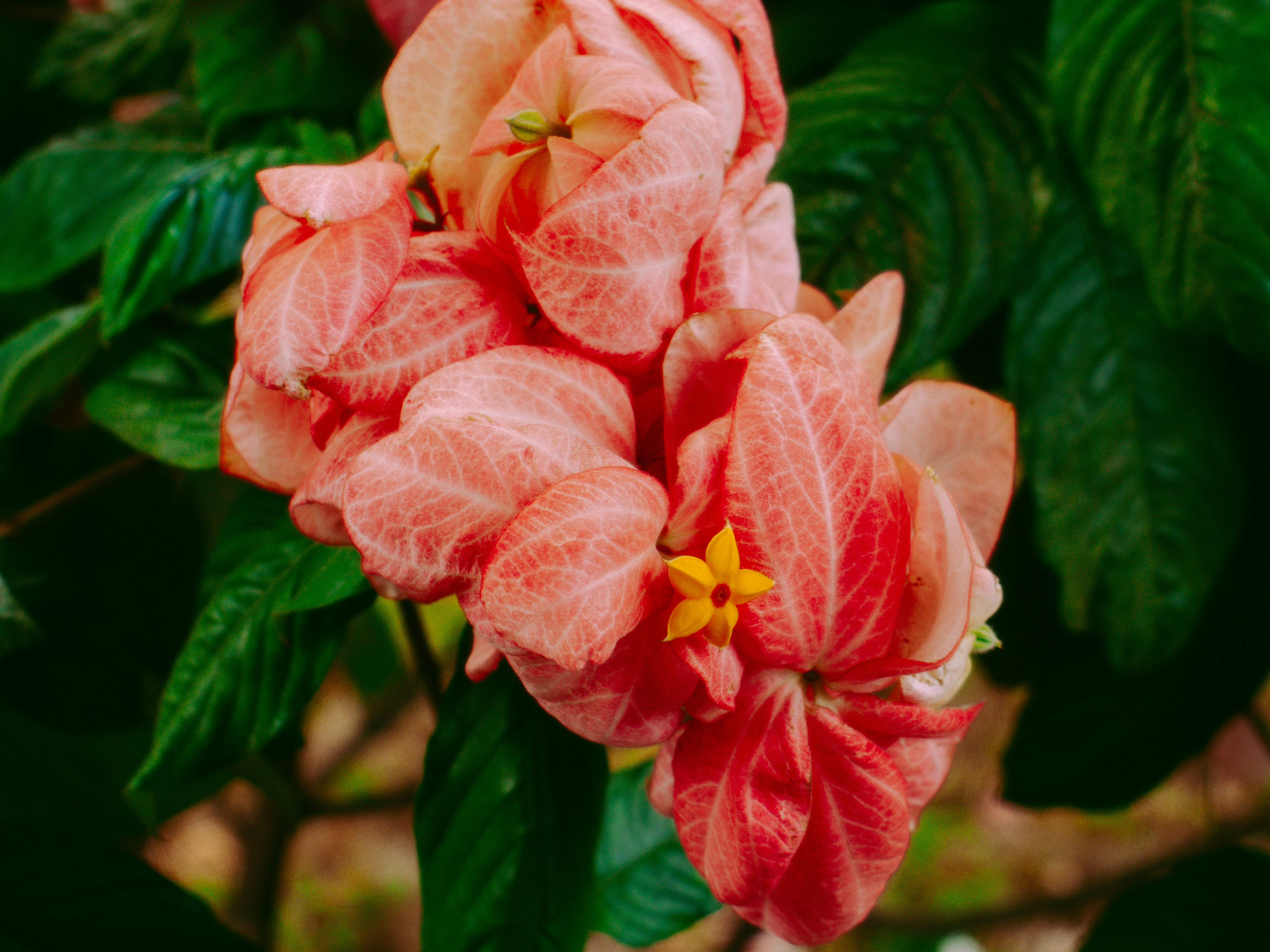 Photo by joshuafernandez