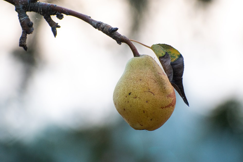 yellow fruit on brown tree branch