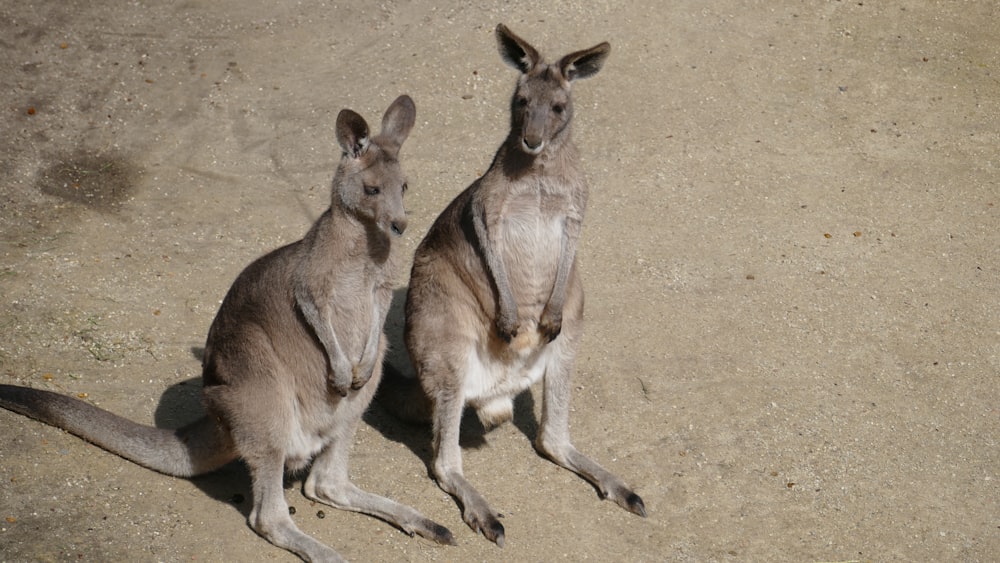 brown kangaroo on brown sand during daytime