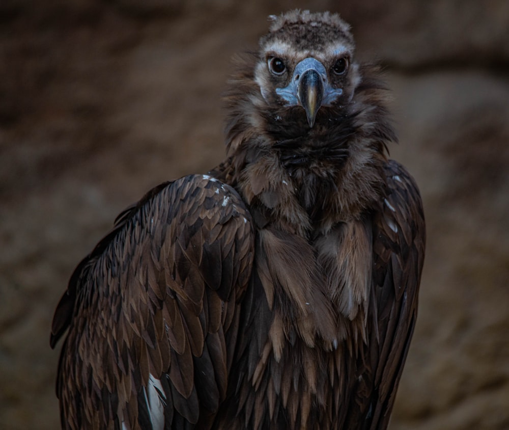 marrone e nero uccello in primo piano fotografia