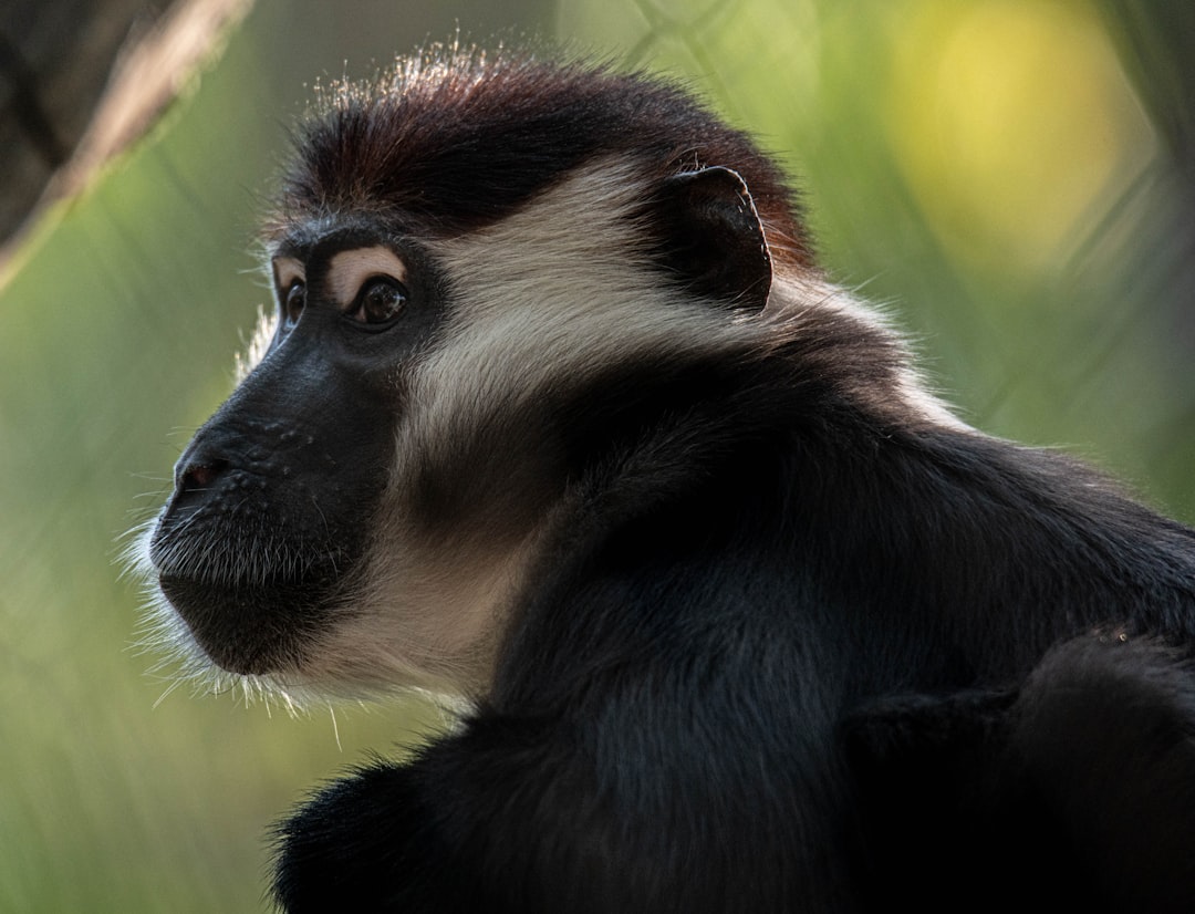 black and white monkey on brown tree branch during daytime