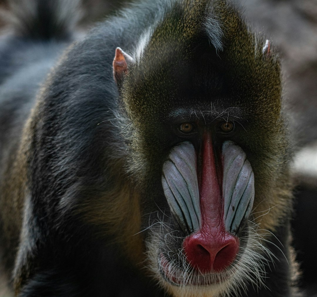 black and brown monkey with tongue out