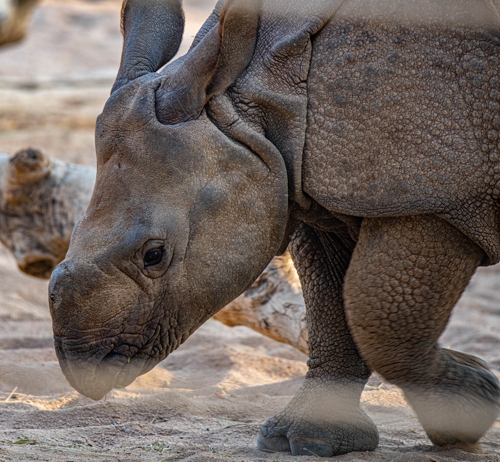 grey rhinoceros on grey sand during daytime