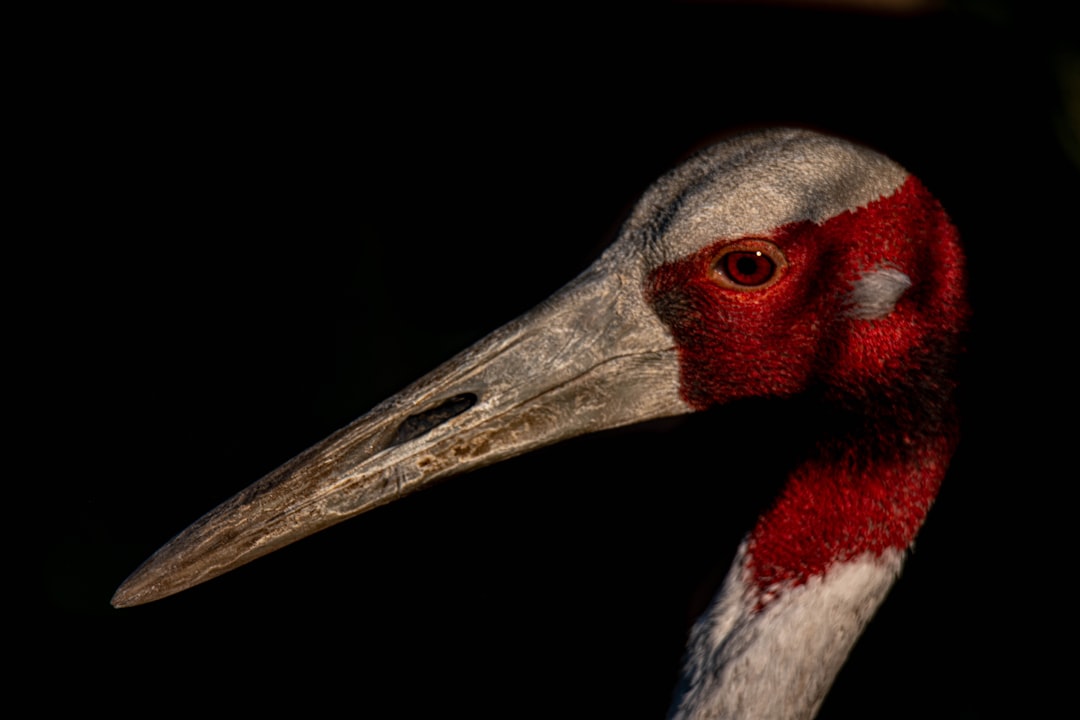 black and white long beak bird