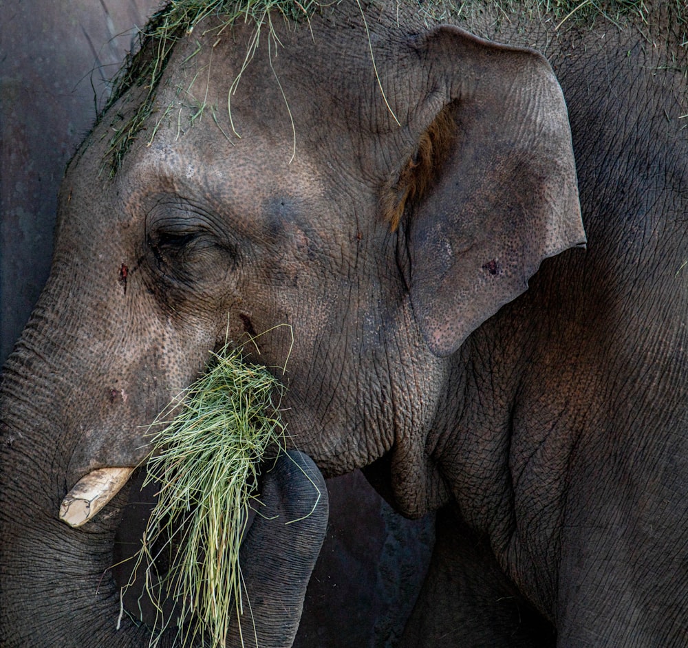 grey elephant with green plant on mouth