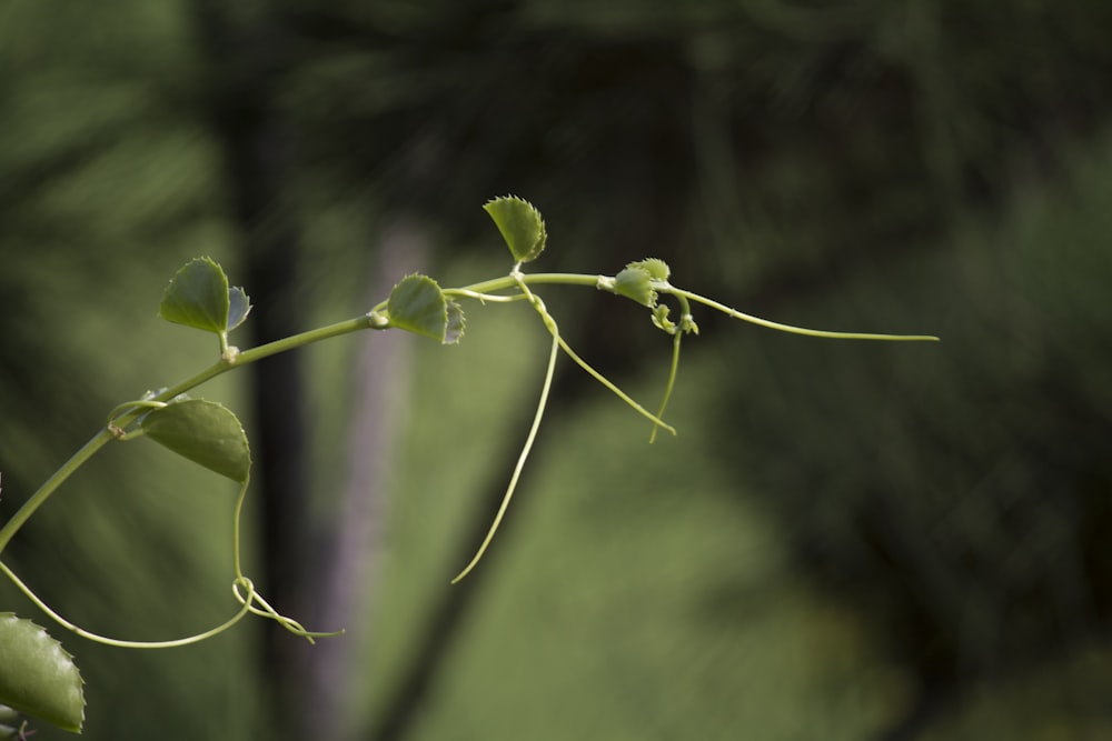 green plant in tilt shift lens